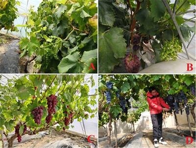 Grapevine double cropping: a magic technology